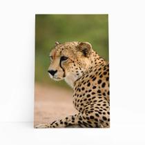 Guepardo Chita Animais Fotografia Quadro Canvas 60x40cm
