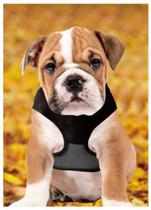 Guia Coleira de Malha Flexível com Colete Peitoral Ajustável para Cão Cachorro Gato Animais