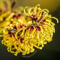 Hamamelis SECOS para Chás ou Banhos