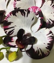 Haste artificial de orquídea EVA X5 cabeças - QX Flores