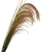 Haste capim dos pampas artificial