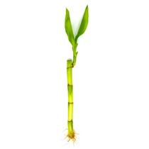 Haste de Bambu da Sorte Pequena - 12cm a 15cm