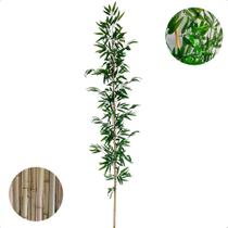 Haste de Bambu Mosso Artificial 2 Metros Grande Decoração