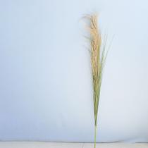 Haste de Capim Chorão Preservado Artificial