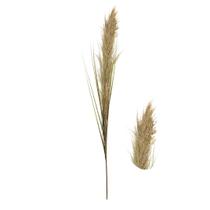 Haste de Capim dos Pampas Preservado Artificial 1,5m