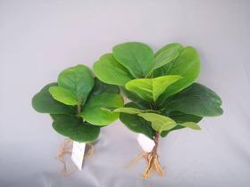 Haste de ficus lyrata artificial 25cm