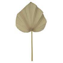 Haste de Folha Eva Leque Palha 64cm