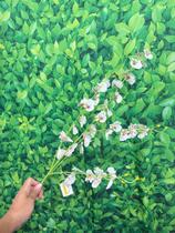 Haste Galho Orquídea Chuva de Ouro Artificial P/ Arranjos e Decoração em geral 95 CM Decorativa