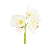 Haste orquidea cymbidium - alt 23 cm