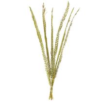 Hastes secas de manjericão e coqueiro 91-97 cm, pacote com 6 unidades Vickerman
