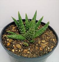 Haworthia Margaritifera Pote 11