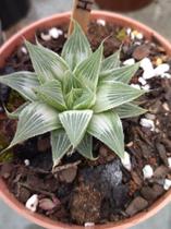 Haworthia Turgida Grey Ghost Variegata pote 11 - Suculentas e Cia Sc