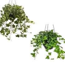 Hera verde e Hera variegata cuia 21 adultas