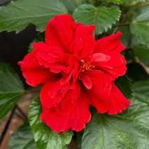 Hibisco Dobrado Vermelho - Planta Tropical de 40 cm Hibisco Dobrado Vermelho - Planta Tropical de 40 cm