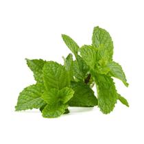 Hortelã Fresca 1.5kg Planta Medicinal Aromática Hortelã Fresca 1.5kg Planta Medicinal Aromática