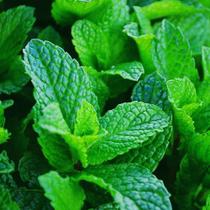 Hortelã / Menta Piperita - 30mg De Sementes