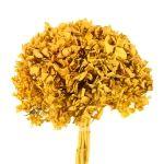 Hortência Desitratada Variada