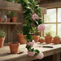 Hoya Carnosa Compacta - Muda Menor de Flor de Cera Hoya Carnosa Compacta - Muda Menor de Flor de Cera