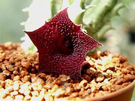 Huernia macrocarpa - Suculenta Exótica com Flores Vermelhas