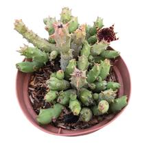 Huernia Zebrina Áurea x Plowesii linda flor Huernia Zebrina Áurea x Plowesii linda flor