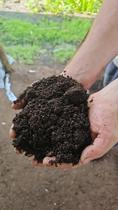 Humus de Minhoca Adubo Orgânico Natural para seu Jardim Vaso Horta Envio Imediato