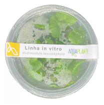 Hydrocotyle Leucocephala - Aquaplante Plantas In Vitro