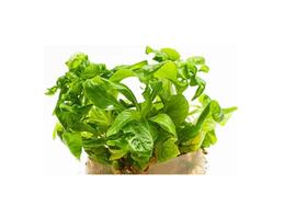 Hygrophila Corymbosa In Vitro Aquaplante