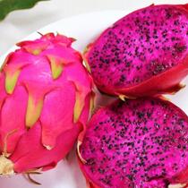 Hylocereus costaricensis (Pitaya vermelha) - Sementes