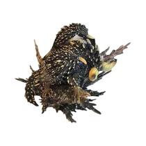Icefield Monster Hunter World: Figura De Ação Dragão Monstro, Modelo De Ornamento, Presente De