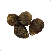 Ikin Ifa Original Africano Legitimo Ritual Candomblé 1 Unidade Ikin Ifa Original Africano Legitimo Ritual Candomblé 1 Unidade