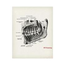 Ilustração Anatômica De Dente, Pôster De Anatomia Dental, Arte Em Canvas Para Decoração De Sala De