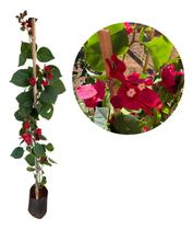 Imperdível Muda De Primavera Vermelha - 1 Metro
