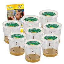 Insect Lore Refil com 40 Lagartas Vivas de Joaninha Pintada