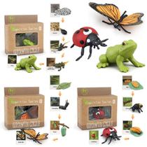 Inseto de plástico Toy Montessori Life Cycle Learning para crianças