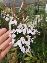 Ionopsis utricularioides alba