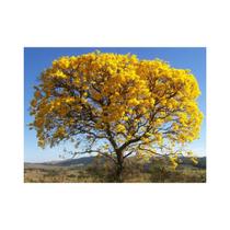 Ipê Amarelo Cascudo - 1gr/ 55 Sementes Aproximado Ipê Amarelo Cascudo - 1gr/ 55 Sementes Aproximado