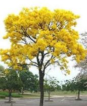 Ipê Amarelo - Mudas Com 35 Cm - Prontas Para O Plantio - DECORA GARDEN