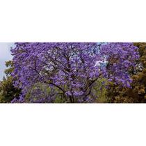 Ipê Roxo - PREMIUM - 50 gr. - Ipê Roxo - PREMIUM - 50 gr. -