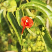 Ipomoea coccinea (Red Morning Glory) - Sementes Ipomoea coccinea (Red Morning Glory) - Sementes