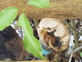 Isca Pet Vertical para Captura de Abelhas Nativas com Feromônio e Atrativo Universal