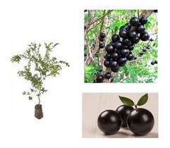 Jabuticaba Sabará - Plantas Com 1 Mt De Altura