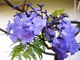 Jacarandá Mimoso - Kit Com 2 Mudas