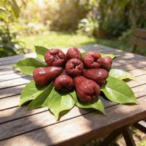 Jambo Vermelho ou Jambo Roxo - Syzygium malaccense - Planta Frutífera e Ornamental Jambo Vermelho ou Jambo Roxo - Syzygium malaccense - Planta Frutífera e Ornamental