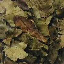 Jambolão em Folhas 1kg Jambolão em Folhas 1kg