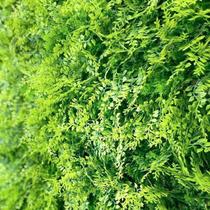 Jardim Vertical Amazonia GG009A (Pack 4PÇ/1m²) Verde/Amazônia Graddus