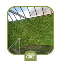 Jardim Vertical Avencas Preservadas (Natural Gifts) Jardim Vertical Avencas Preservadas (Natural Gifts)