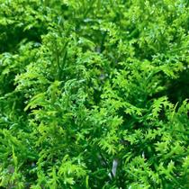 Jardim Vertical Cipreste GG054A (Pack 4PÇ/1m²) Verde Graddus