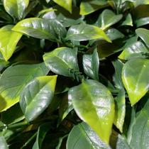 Jardim Vertical Jardim GG024C (Pack 4PÇ/1m²) Verde Graddus