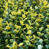 Jardim Vertical Outono Gg003a (pack 4pç / 1m²) Jardim Vertical Outono Gg003a (pack 4pç / 1m²)