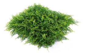 Jardim Vertical Permanente De Parede Proteção Uv 80 Placas Jardim Vertical Permanente De Parede Proteção Uv 80 Placas